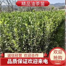 湖南精品湘林油茶苗诚信经营成活率高各种规格齐全欢迎来电