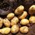 甘肃定西精品黄皮土豆，产地一手货源，货源充足稳定规格多样可选