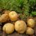 甘肃定西精品黄皮土豆，产地一手货源，货源充足稳定规格多样可选