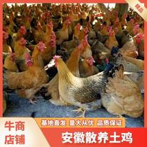 土鸡安徽宣城林间散养活鸡可宰杀好发货电联采购