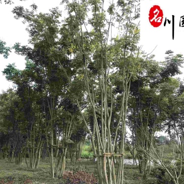 栾树工程绿化苗木批发5-20公分栾树批发价格精品树形