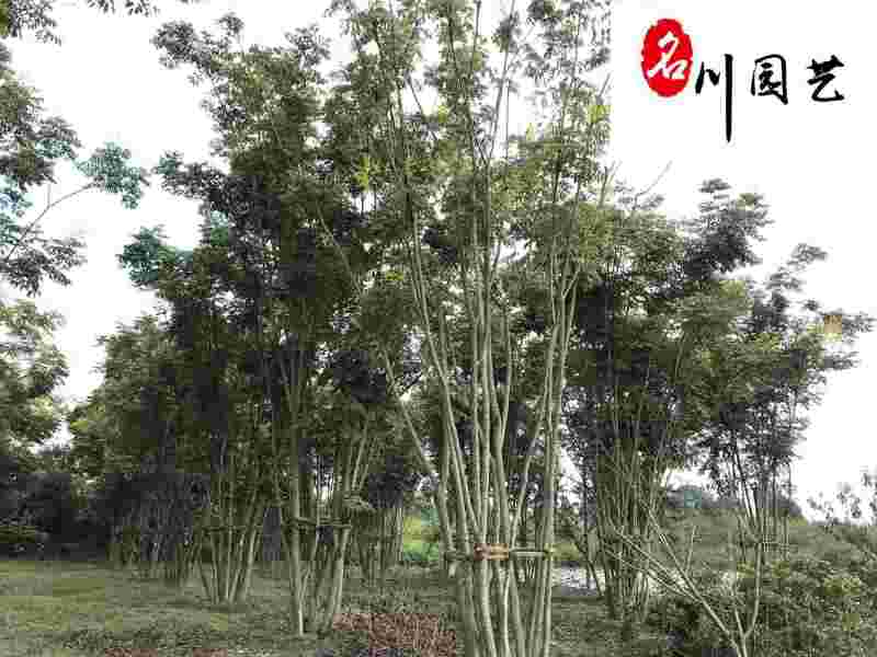 栾树工程绿化苗木批发5-20公分栾树批发价格精品树形