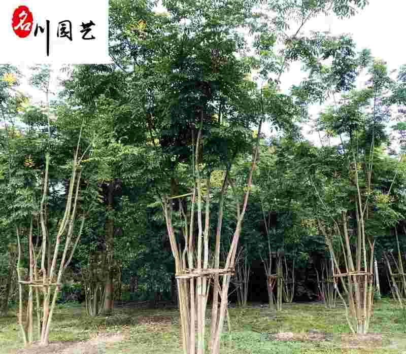 栾树工程绿化苗木批发5-20公分栾树批发价格精品树形