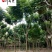 栾树工程绿化苗木批发5-20公分栾树批发价格精品树形
