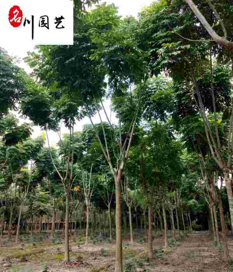 栾树工程绿化苗木批发5-20公分栾树批发价格精品树形