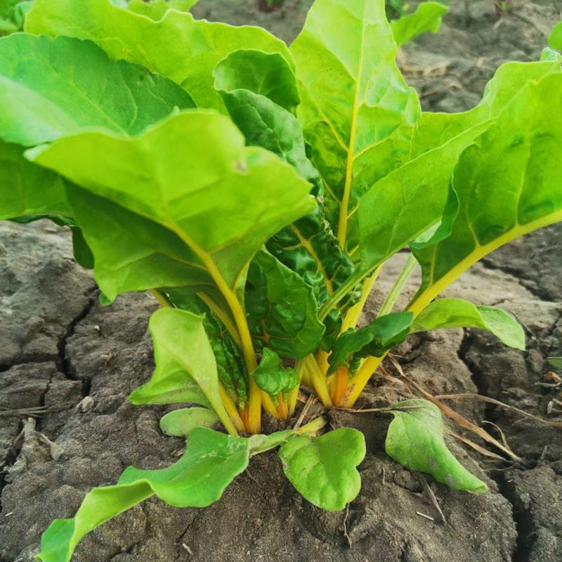 金叶甜菜种子莙荙菜根达菜种孑水培有机牛皮菜菜易种植