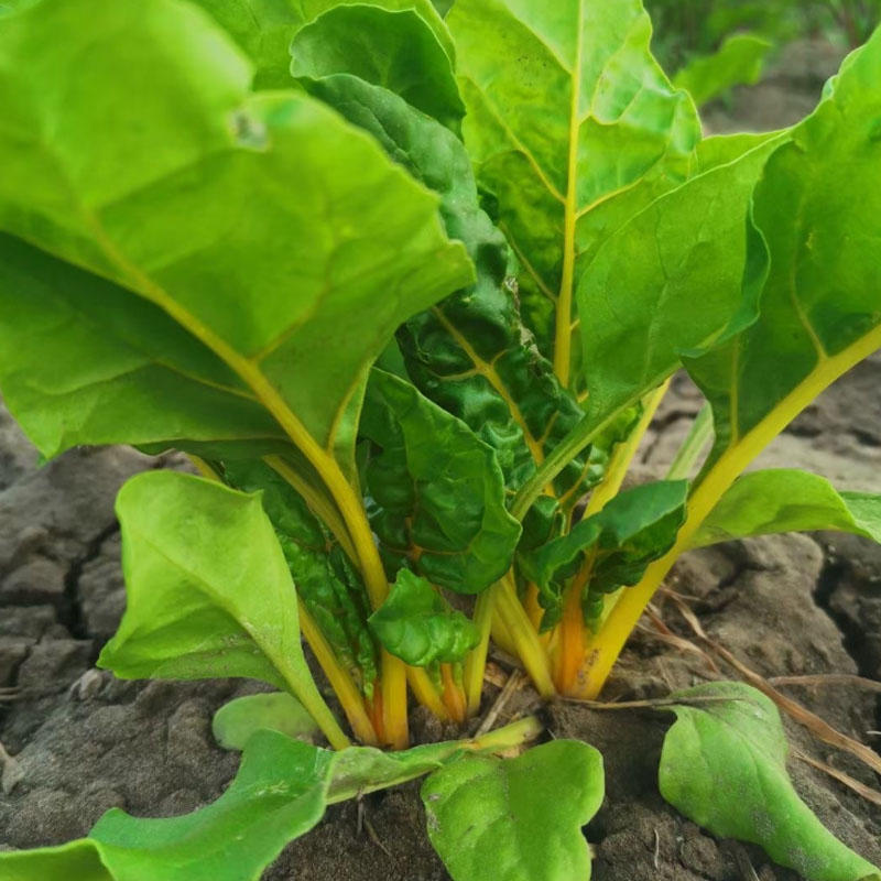 金叶甜菜种子莙荙菜根达菜种孑水培有机牛皮菜菜易种植
