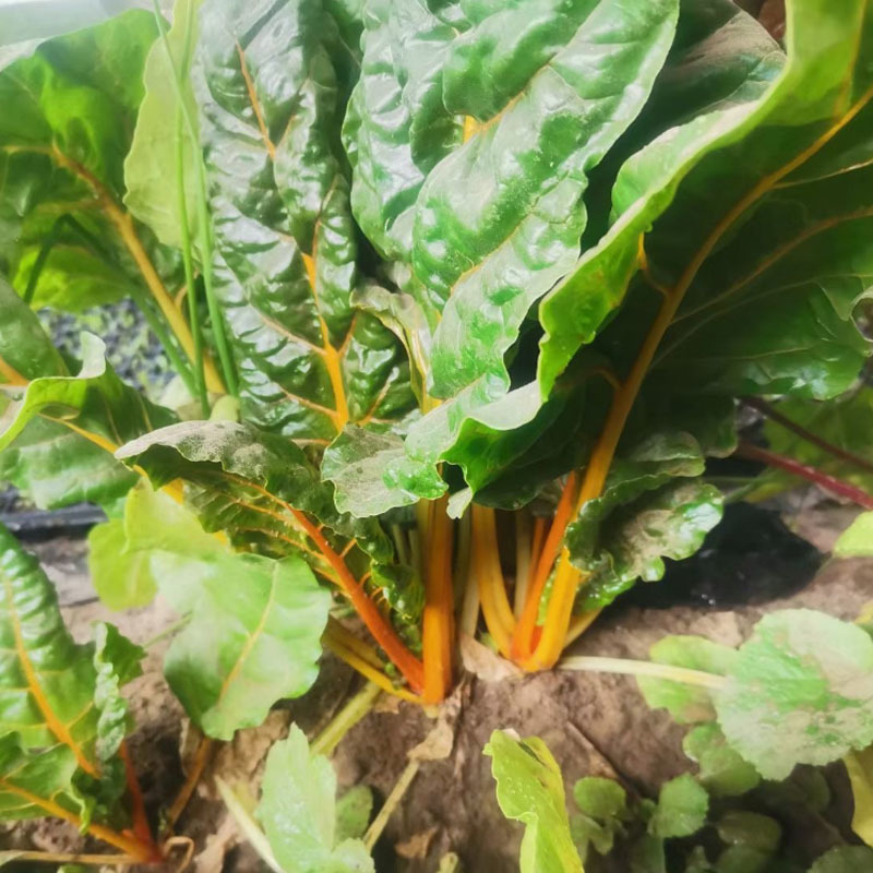 金叶甜菜种子莙荙菜根达菜种孑水培有机牛皮菜菜易种植