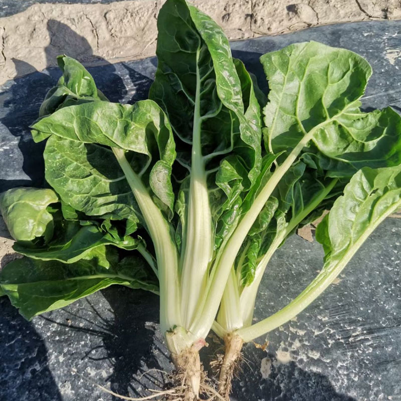 白杆牛皮菜种子四川厚皮菜君达菜种籽大叶白杆绿甜