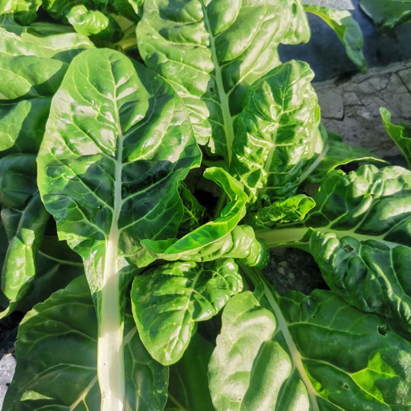 白杆牛皮菜种子四川厚皮菜君达菜种籽大叶白杆绿甜
