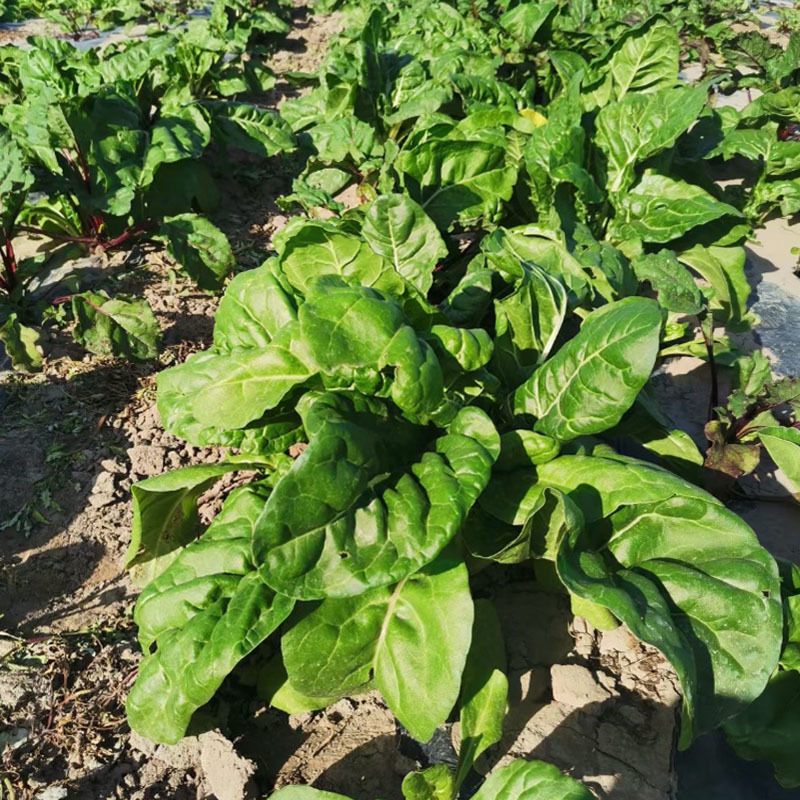 白杆牛皮菜种子四川厚皮菜君达菜种籽大叶白杆绿甜