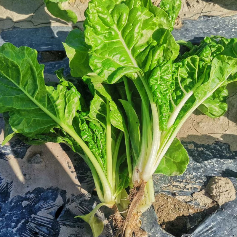 白杆牛皮菜种子四川厚皮菜君达菜种籽大叶白杆绿甜
