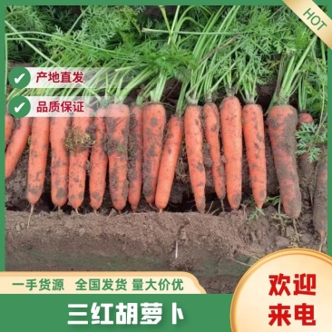 开封三红胡萝卜精品水洗胡中条萝卜大红红萝卜品种齐全