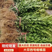 大分四号特早柑橘树苗好种植量大从优全国可发货