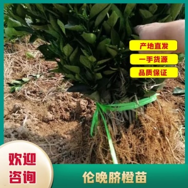 伦晚脐橙苗全国供应产地直发一手货源