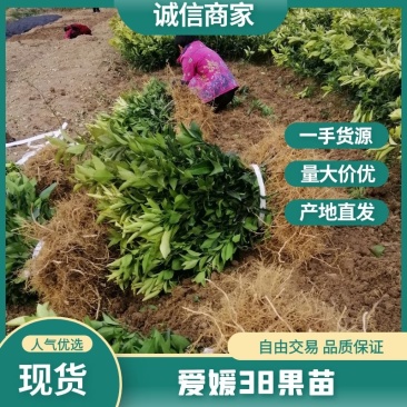 爱媛38（红美人）