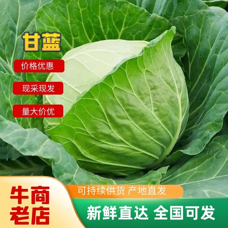 湖北甘蓝精品圆包菜圆包甘蓝产地大量上市保证质量