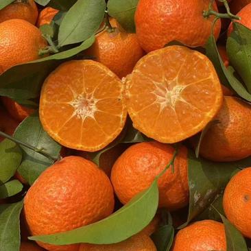 【砂糖橘】精品广西砂糖橘量大从优长期供应咨询发往