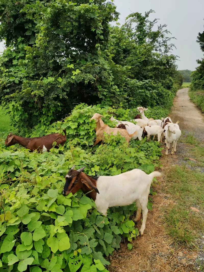 精品生态放养肉羊自由挑选诚信经营可视频挑选