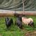 农户散养香猪生态养殖保质保量可视频欢迎致电
