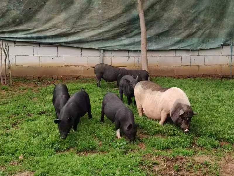 农户散养香猪生态养殖保质保量可视频欢迎致电