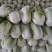 精选大白菜量