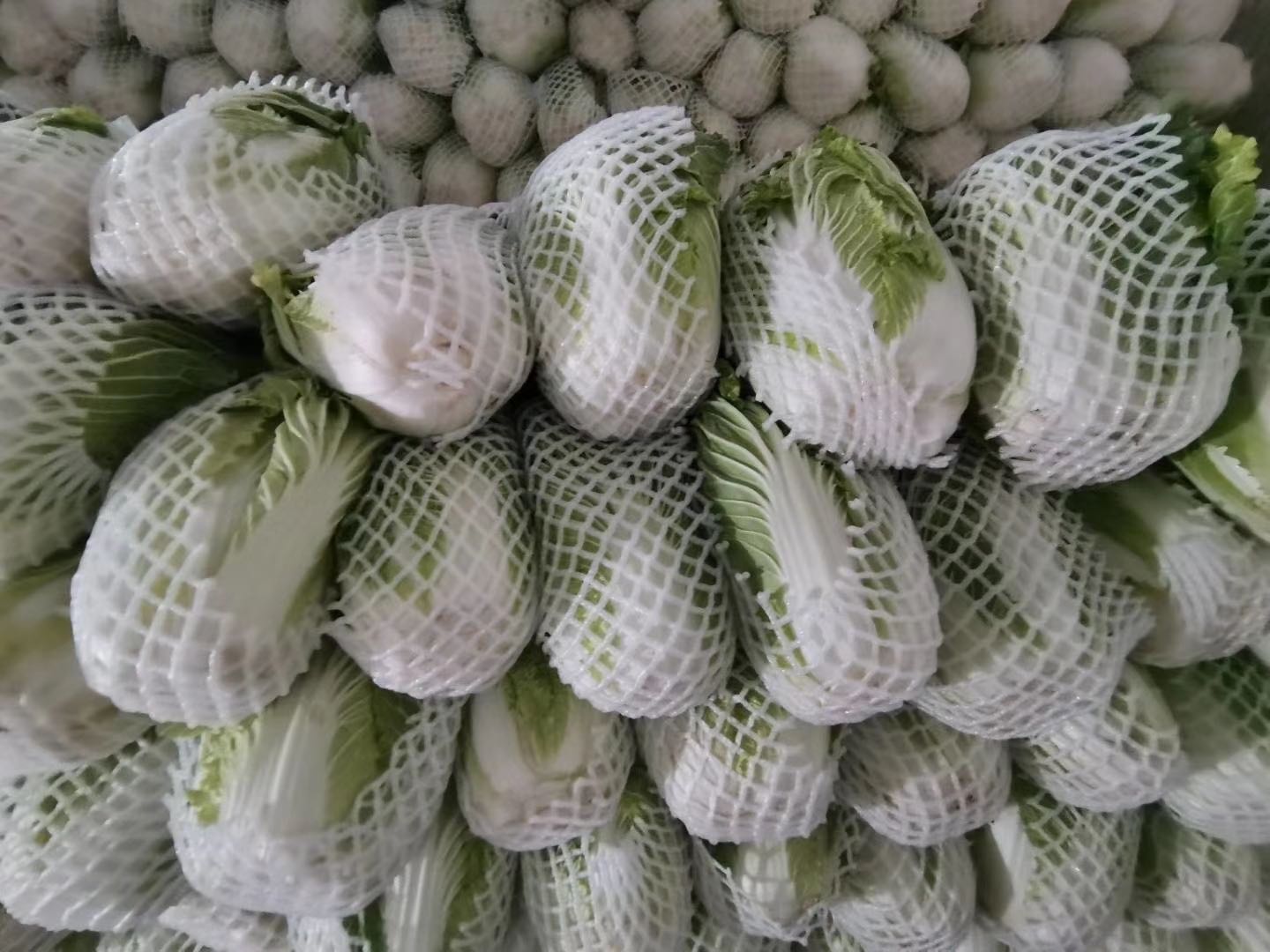 展示黄板与防虫网结合使用的白菜田 绿色防控技术应用图