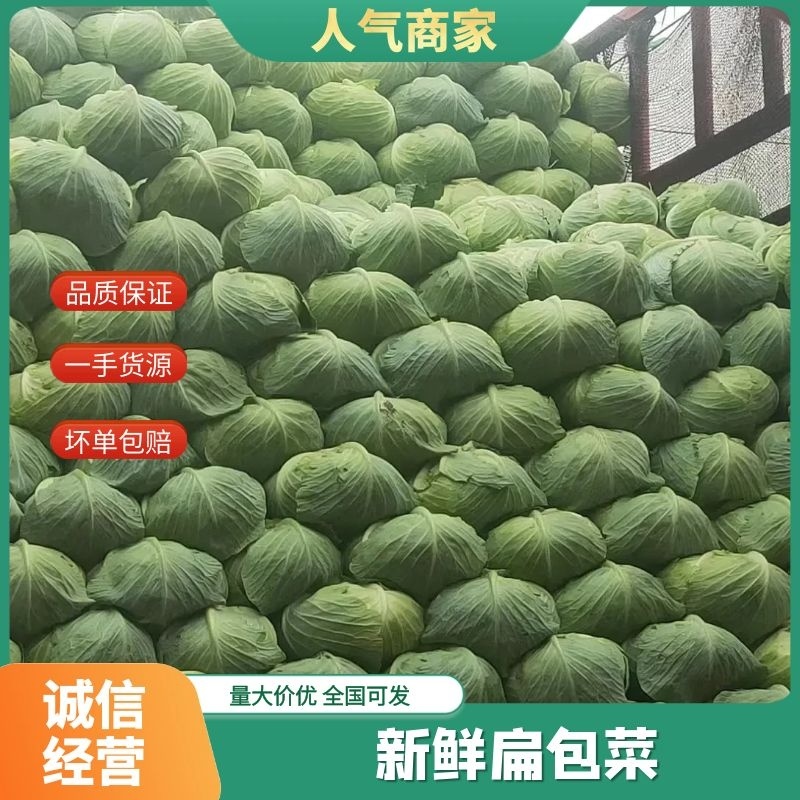 【实力供货】新鲜扁包菜，货源充足价格实惠欢迎实地考察