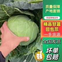 【大量上市】精品甘蓝圆包菜基地直供发全国可对接商超批发