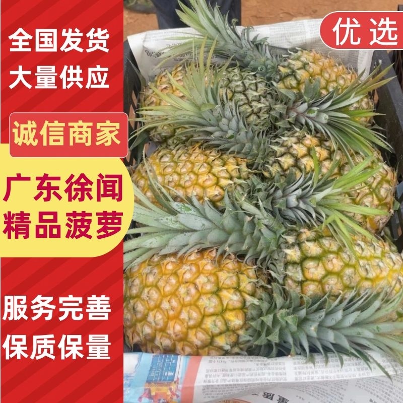 广东徐闻菠萝大量供应中产地直发量大优惠对接全国