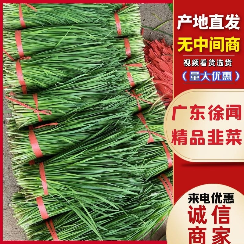 精品韭菜广东徐闻韭菜大量供应中产地直发品质保障