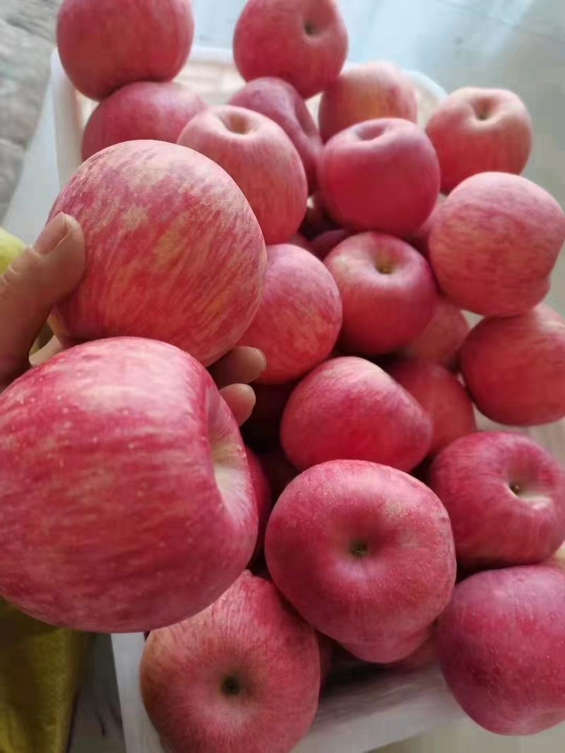 苹果山东红富士产地优质好货量大规格全对接商超批发商欢迎
