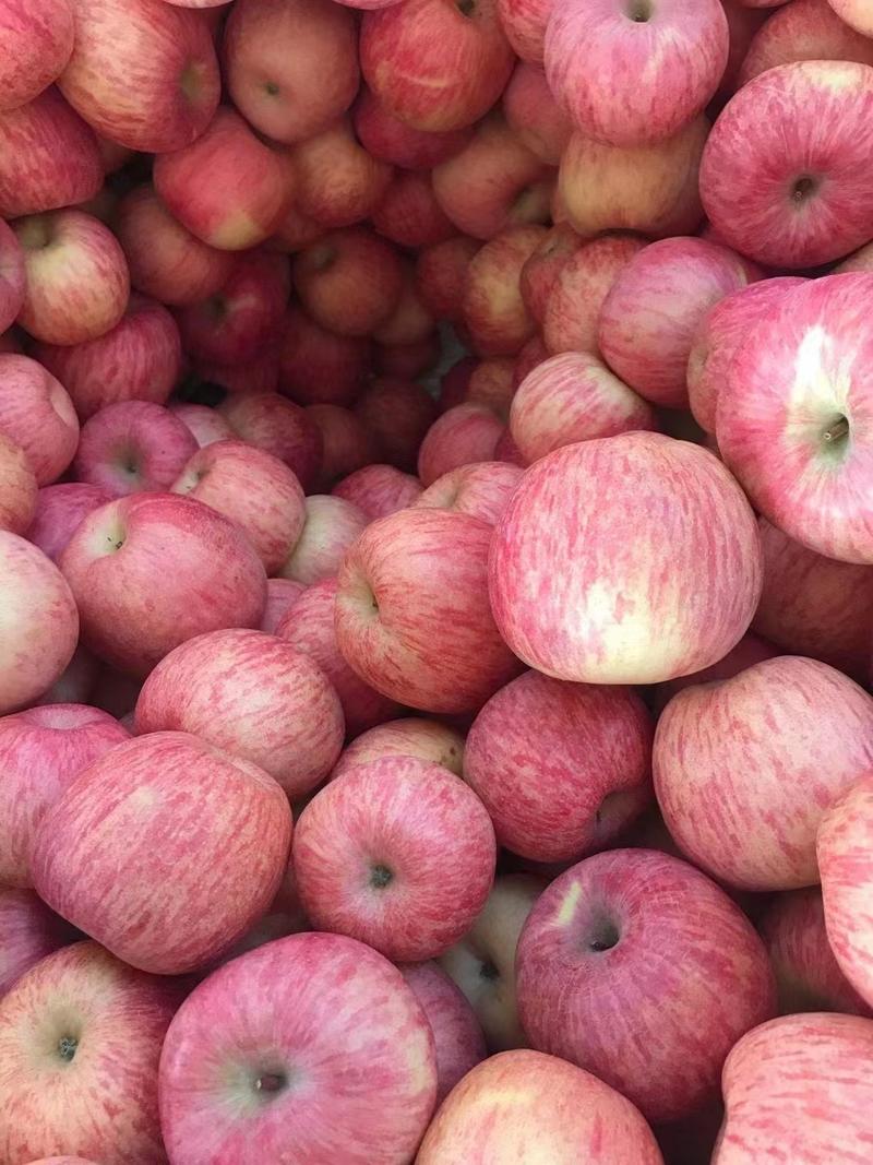 苹果山东红富士产地优质好货量大规格全对接商超批发商欢迎