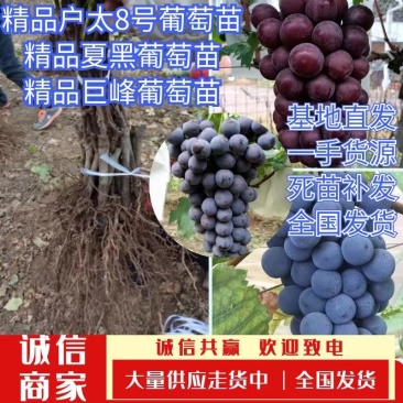 【有好货】葡萄苗夏黑葡萄苗早夏葡萄苗保纯度保成活