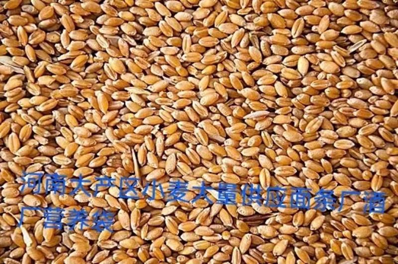 【实力商家】河南小麦产量大优质小麦颗颗饱满价格随行就市
