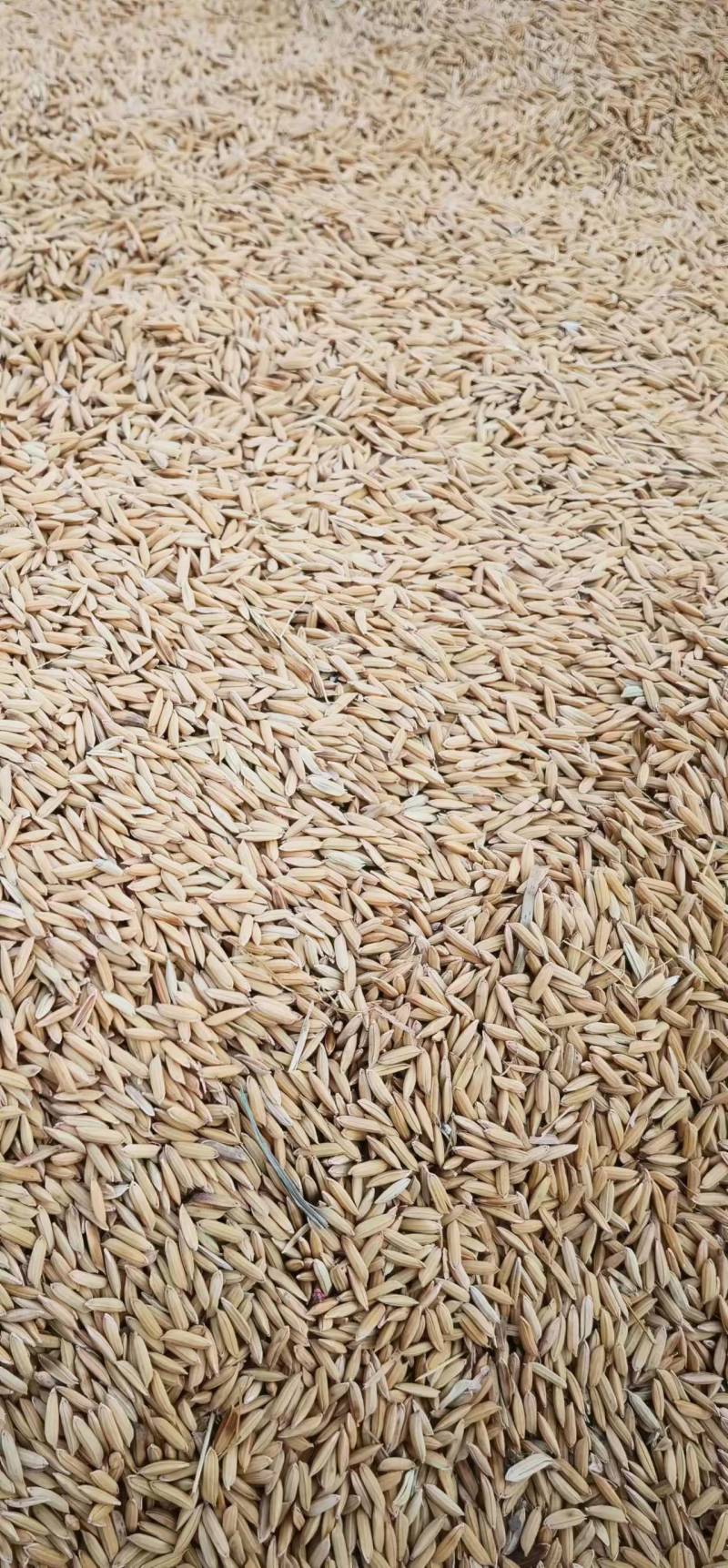 【实力商家】河南优选稻谷货量稳定价格实惠整车发货口感好