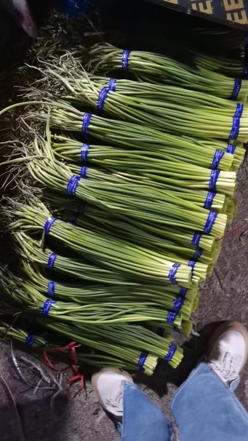 精选山东蒜薹大量现货产地直发保质保量对接电商批发