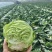 【现货现发】精品圆包菜绿甘蓝可视频看货诚信经营欢迎咨询