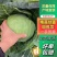 【现货现发】精品圆包菜绿甘蓝可视频看货诚信经营欢迎咨询