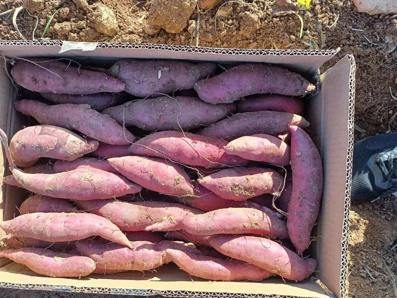 零售紫晶香薯对接全国市场口感好品质保证