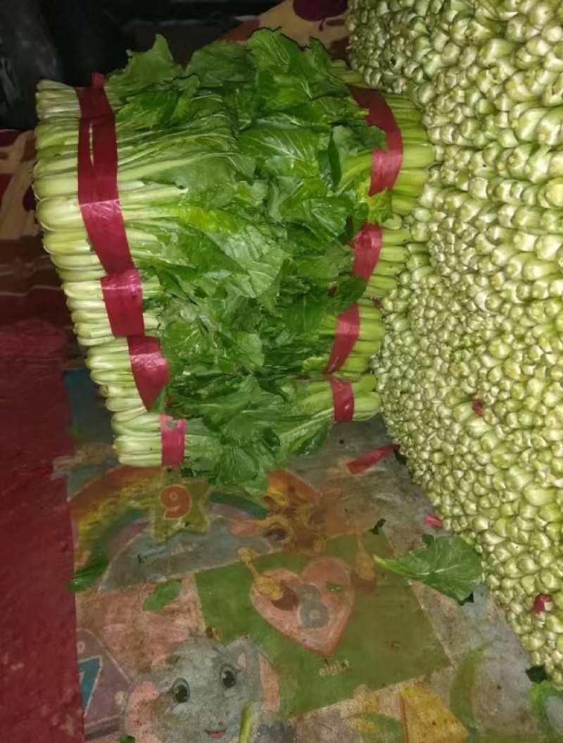 【精品】小白菜大量现货供应量大价优欢迎老板实地考察来电咨询
