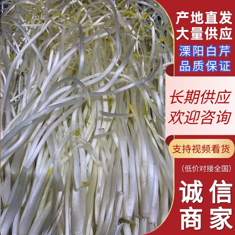 溧阳优质白芹，大量供应品质保障，诚信为先可视频看货