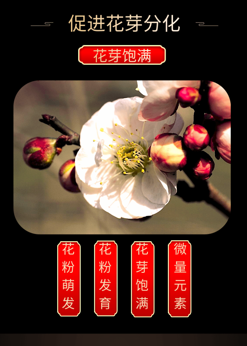流体硼送磷酸二氢钾促花果花芽分化提高开花坐果率
