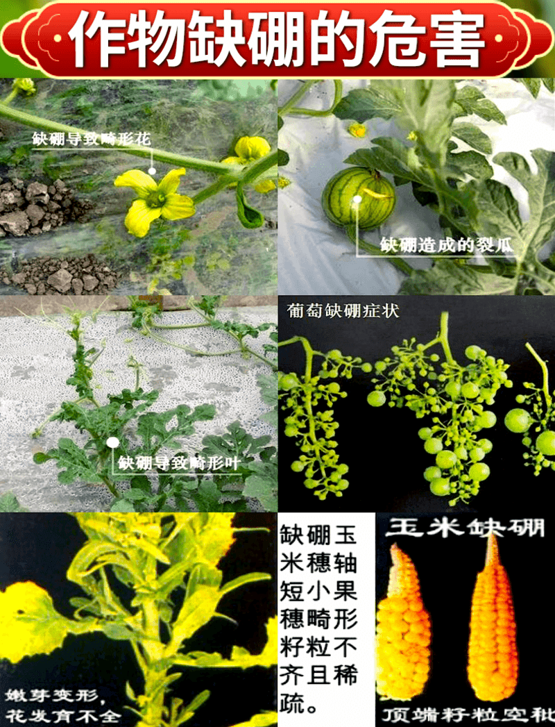 流体硼送磷酸二氢钾保花保果花芽分化提高开花坐果率