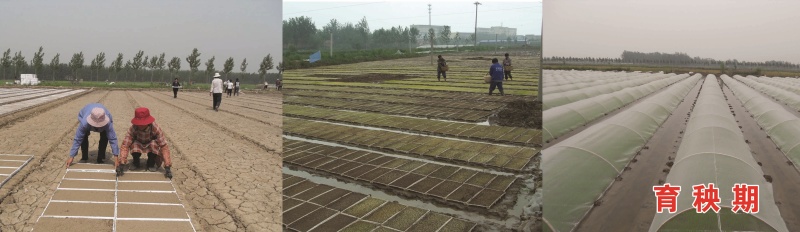 丰谷杂粮红小豆量大从优产地现货供货欢迎来电咨询