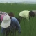 丰谷杂粮红小豆量大从优产地现货供货欢迎来电咨询