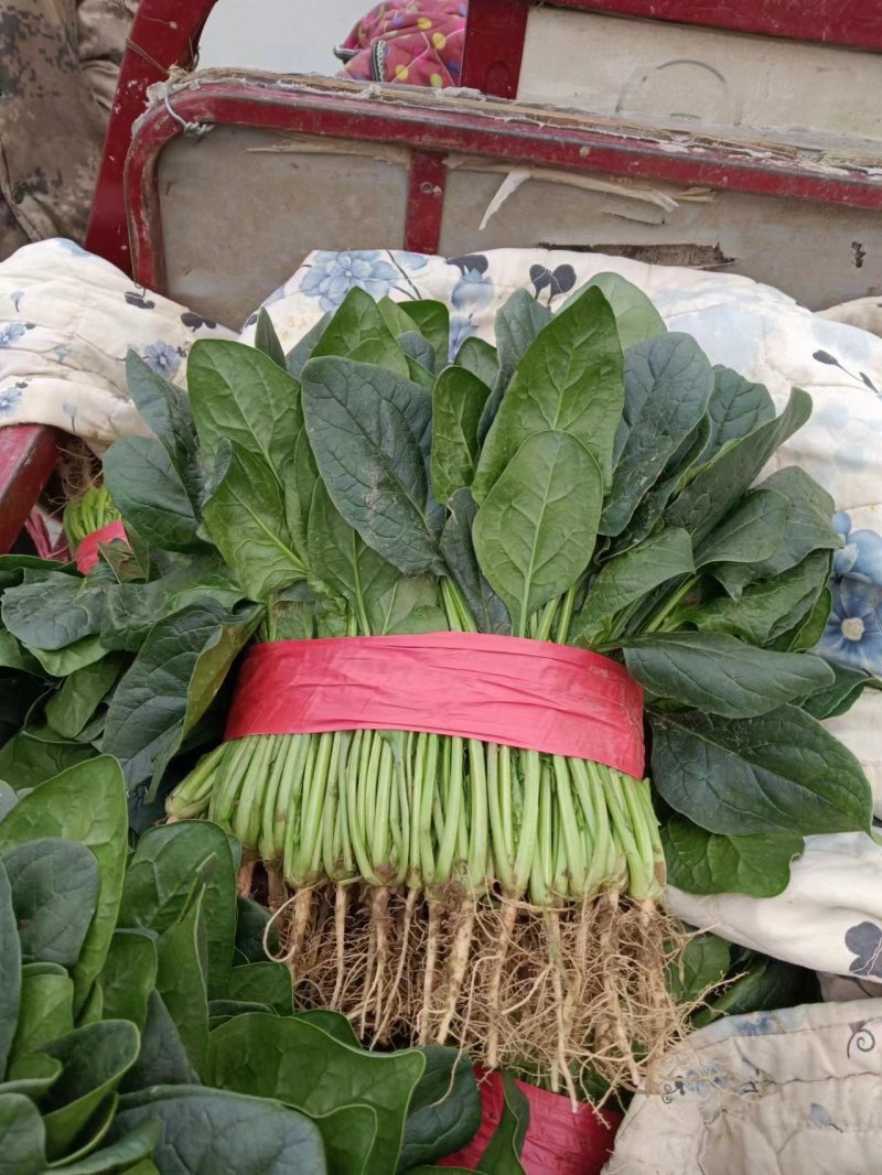 河南菠菜，大叶菠菜，产地一手货源，现采现发，对接全国客商