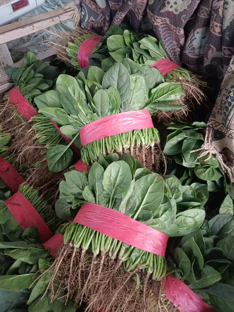 河南菠菜，大叶菠菜，产地一手货源，现采现发，对接全国客商