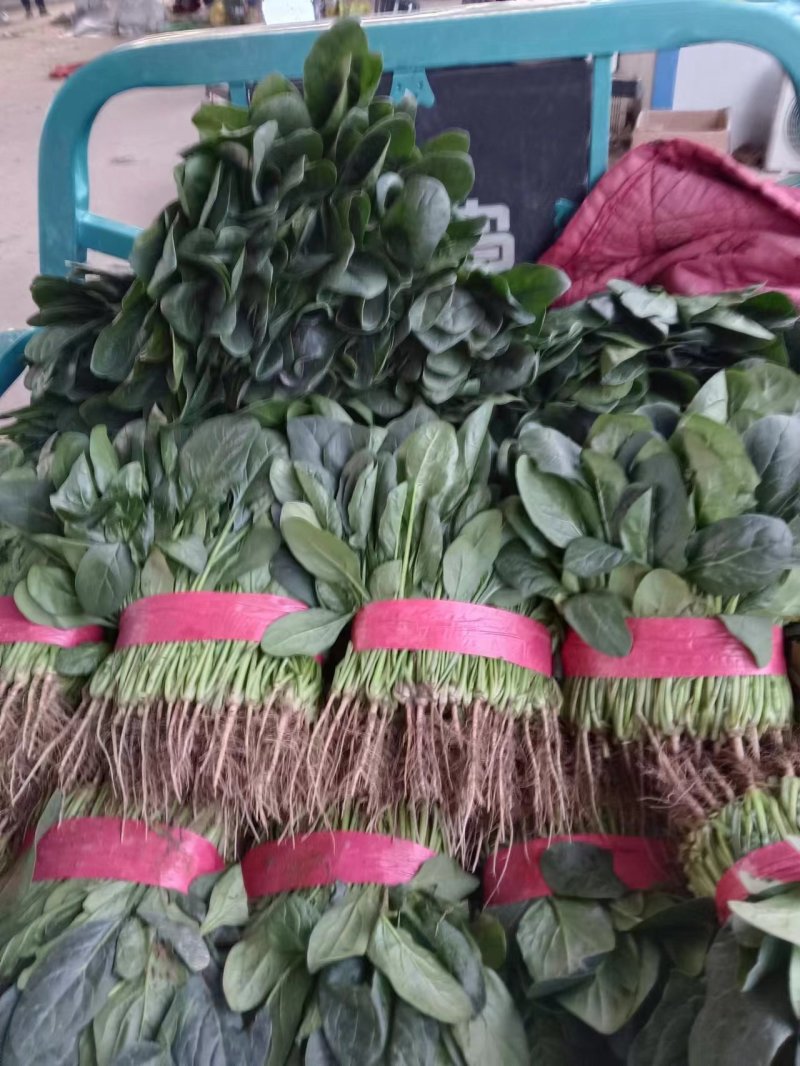 河南菠菜，大叶菠菜，产地一手货源，现采现发，对接全国客商