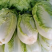 湖北白菜青杂3号白菜4~6斤毛菜品质保证欢迎咨询